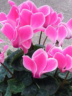 Cyclamen persicum