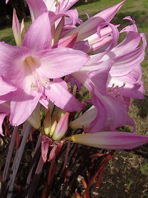 Amaryllis belladonna