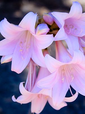 Amaryllis mit Blüten