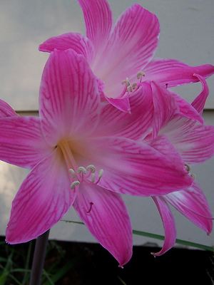 Amaryllis Blüte