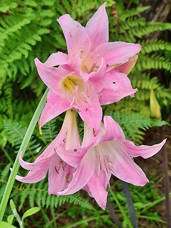 Amaryllis mit Blüte