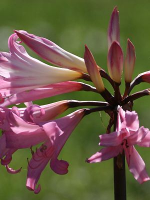 Amaryllis in Südafrika