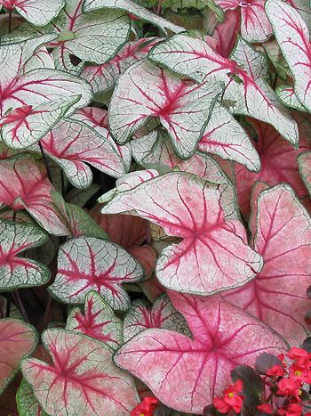 Caladium bicolor