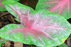 Caladium bicolor