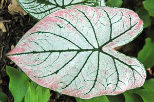 Caladium bicolor