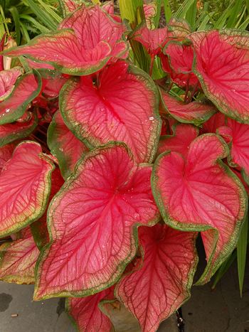 Caladium bicolor