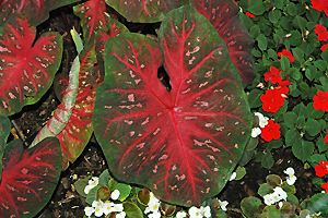 Caladium bicolor