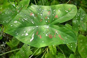 Caladium bicolor