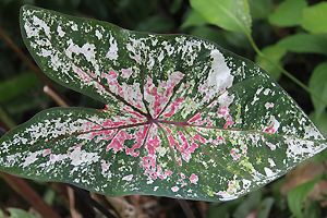 Caladium bicolor