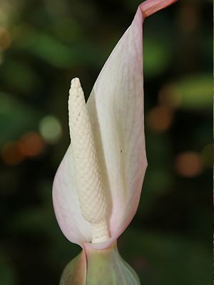 Caladium bicolor