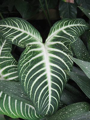 Caladium lindenii