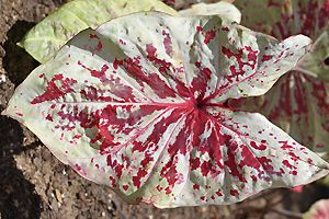 Caladium bicolor