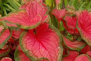 Caladium