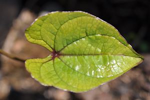 Blatt einer Dioscorea