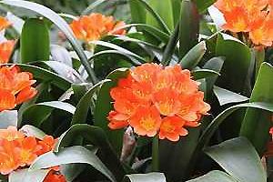 Clivia