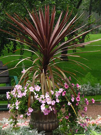 Cordyline australis