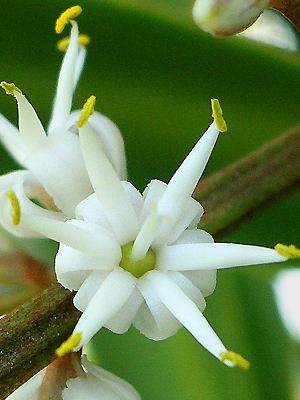 Cordyline australis, Blüte