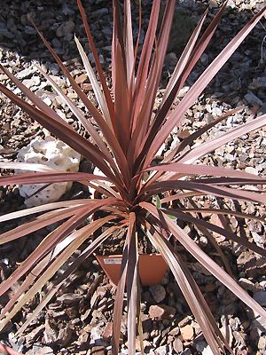 Cordyline australis