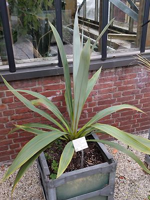 Cordyline indivisa