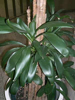 Cordyline stricta