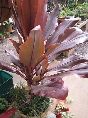 Cordyline terminalis