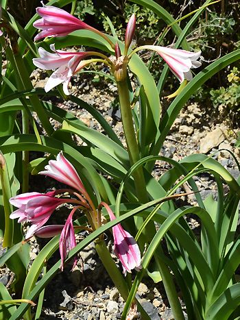 Crinum bulbispermum