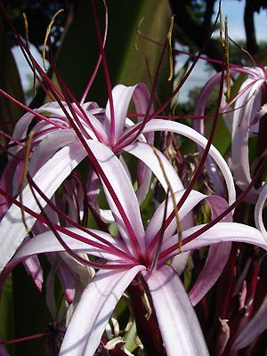 Crinum sp., Blüte