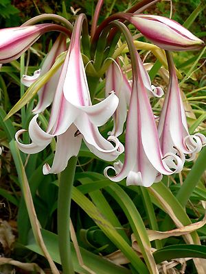 Crinum bulbispermum