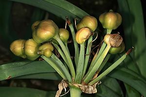 Fruchtkapseln - vergrößern Fruchtkapseln einer Crinum