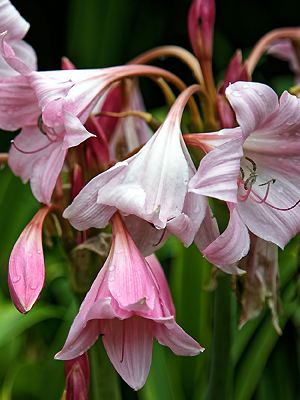 Crinum X powellii