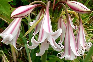 Crinum