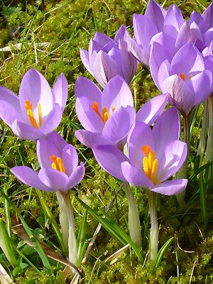 Crocus etruscus