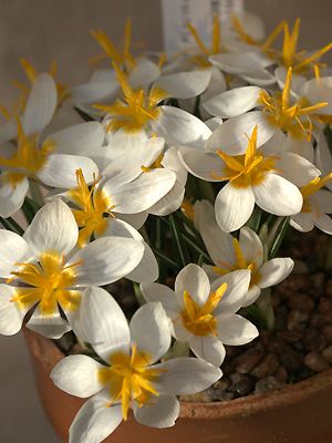 Crocus candidus