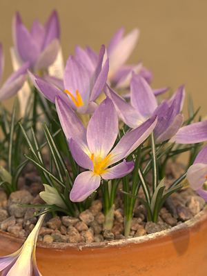 Crocus dalmaticus