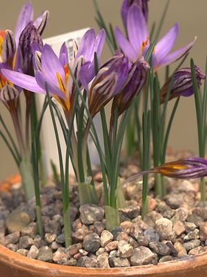 Crocus roseoviolaceus