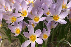 Crocus