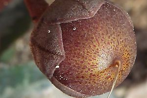 Cyclamen persicum Fruchtkapsel