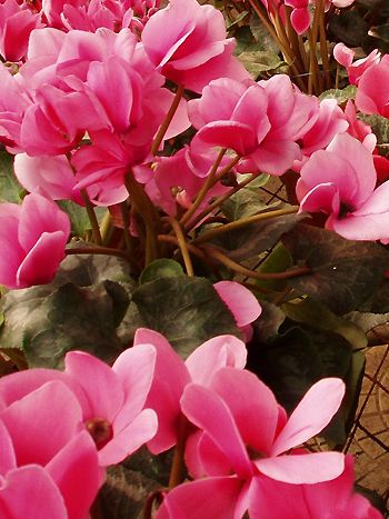 Cyclamen persicum