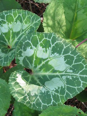 Cyclamen persicum Blatt