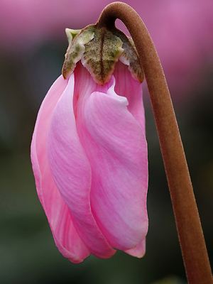 Cyclamen persicum