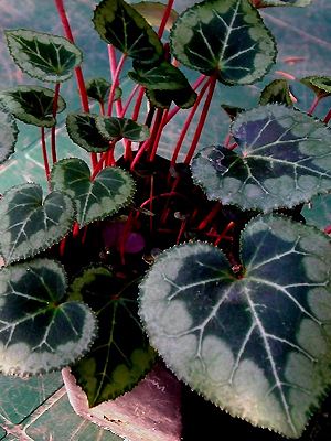 Cyclamen persicum 'Silver Leaf'