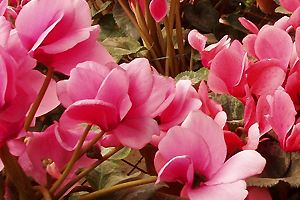 Cyclamen