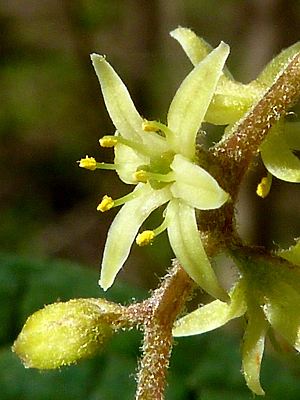 Dioscorea dodecaneura, Blüte