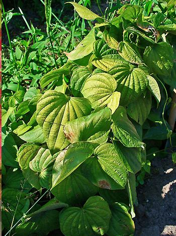 Dioscorea villosa