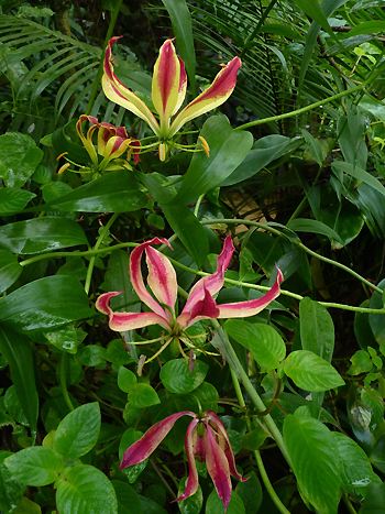 Gloriosa superba