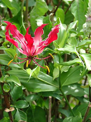 Gloriosa superba