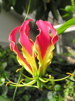 Gloriosa superba