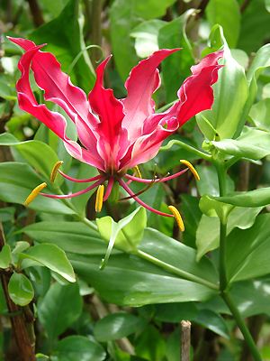 Gloriosa superba rothschildiana