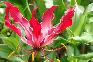 Gloriosa