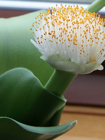 	Blutblume, Haemanthus albiflos